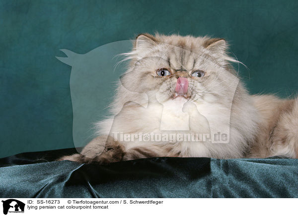 liegender Perser Colourpoint Kater / lying persian cat colourpoint tomcat / SS-16273