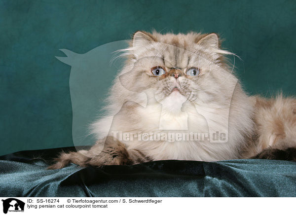 lying persian cat colourpoint tomcat / SS-16274