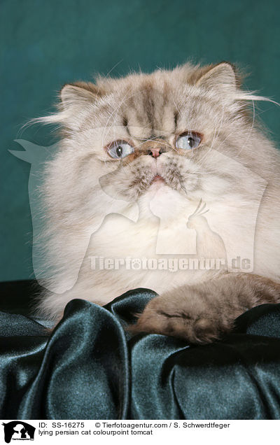 lying persian cat colourpoint tomcat / SS-16275