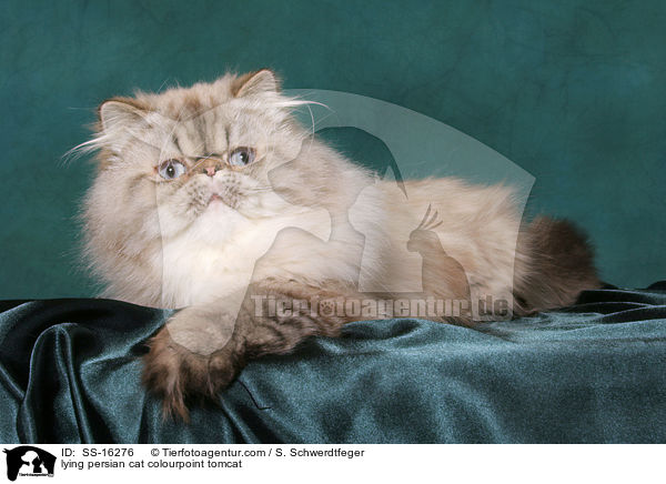 lying persian cat colourpoint tomcat / SS-16276