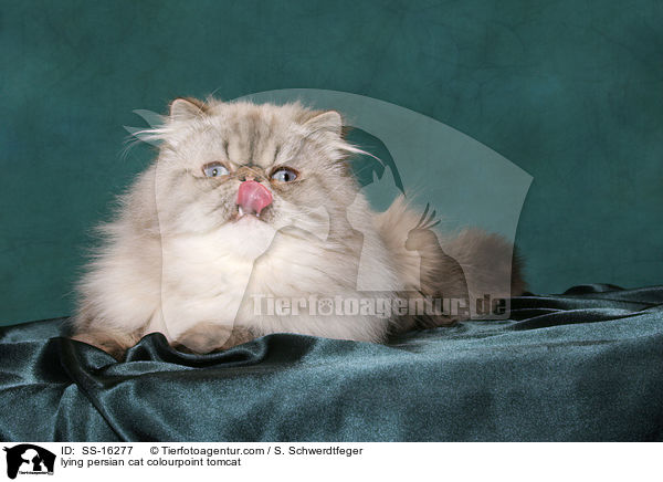 lying persian cat colourpoint tomcat / SS-16277