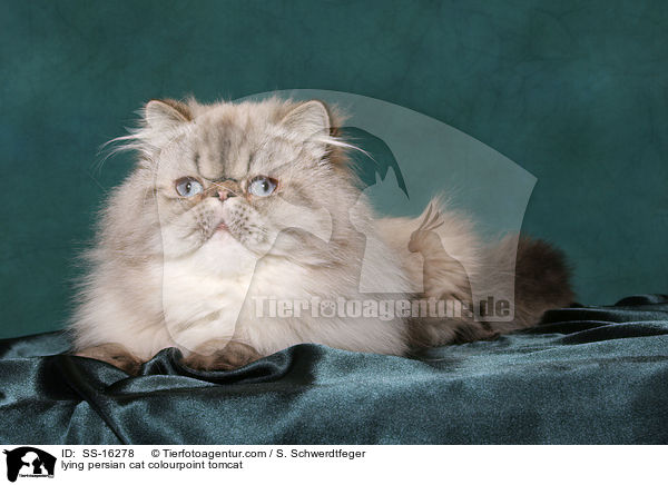 lying persian cat colourpoint tomcat / SS-16278