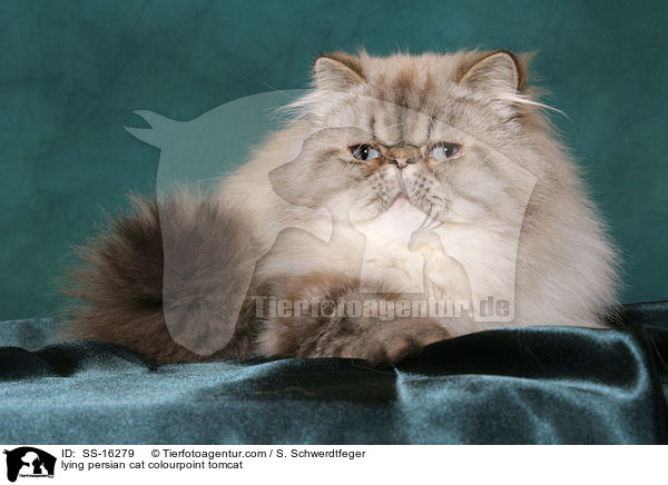 lying persian cat colourpoint tomcat / SS-16279