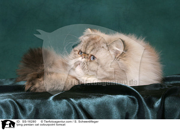 lying persian cat colourpoint tomcat / SS-16280