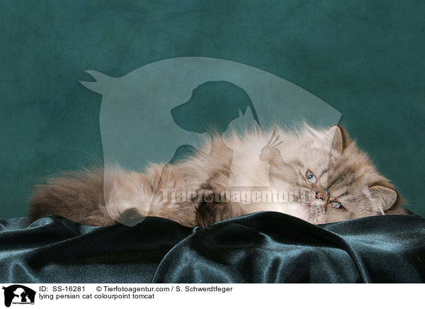 liegender Perser Colourpoint Kater / lying persian cat colourpoint tomcat / SS-16281