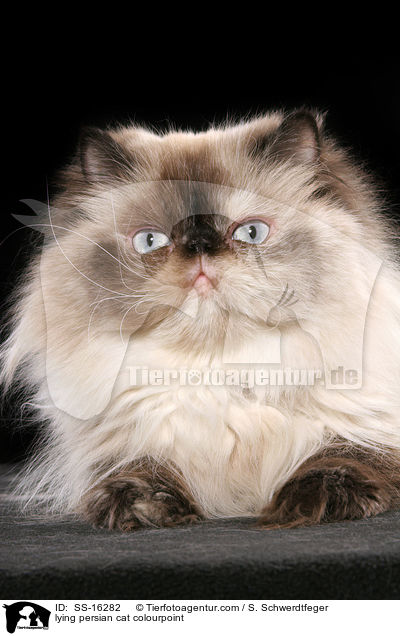 lying persian cat colourpoint / SS-16282
