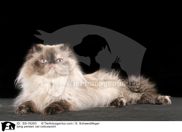 lying persian cat colourpoint / SS-16283