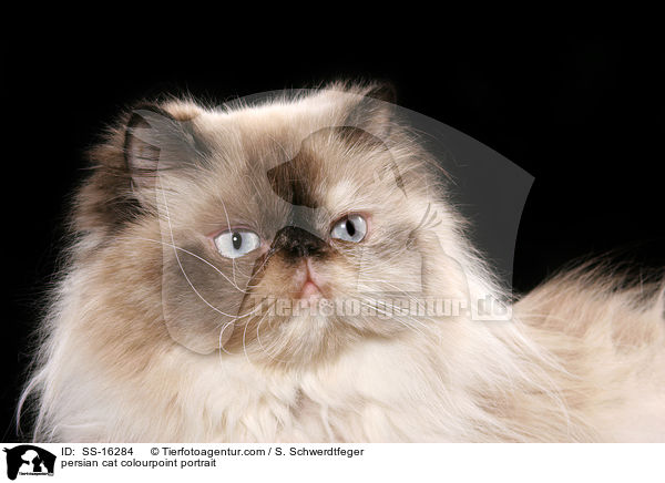 persian cat colourpoint portrait / SS-16284