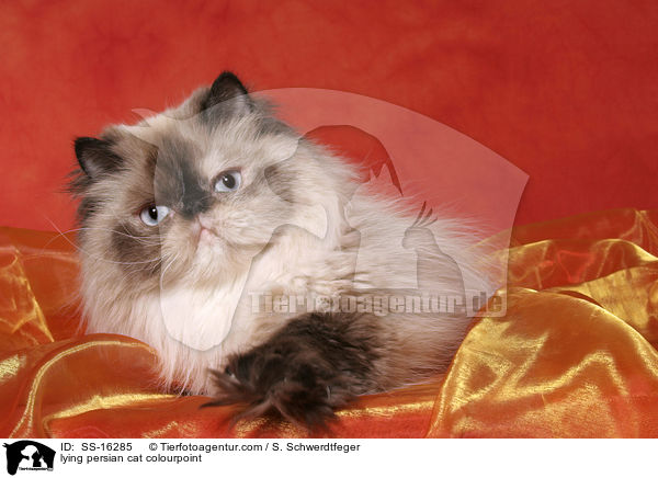 lying persian cat colourpoint / SS-16285