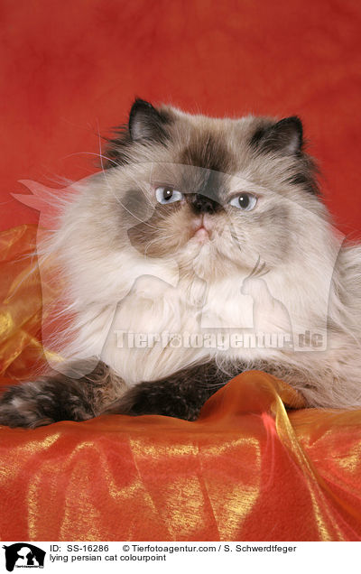 lying persian cat colourpoint / SS-16286