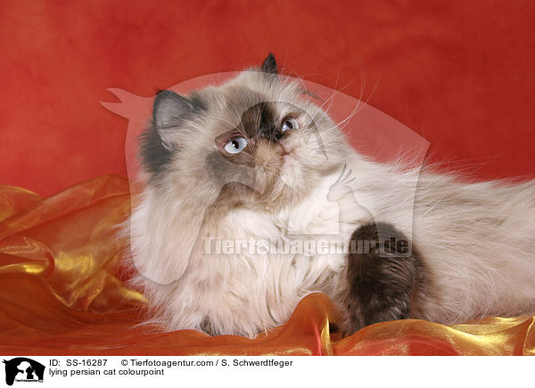 lying persian cat colourpoint / SS-16287
