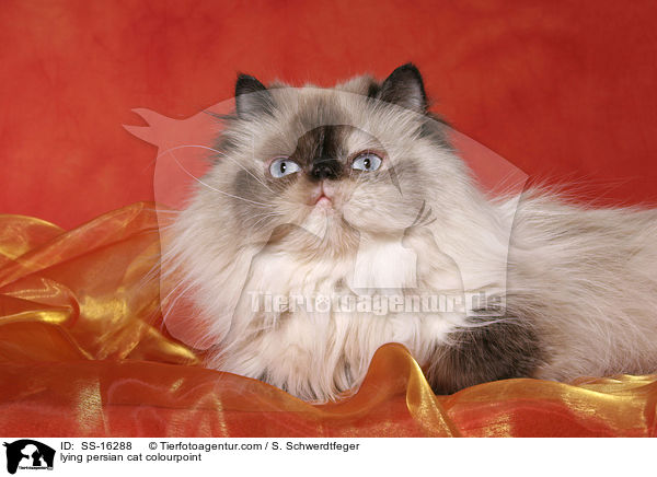 lying persian cat colourpoint / SS-16288