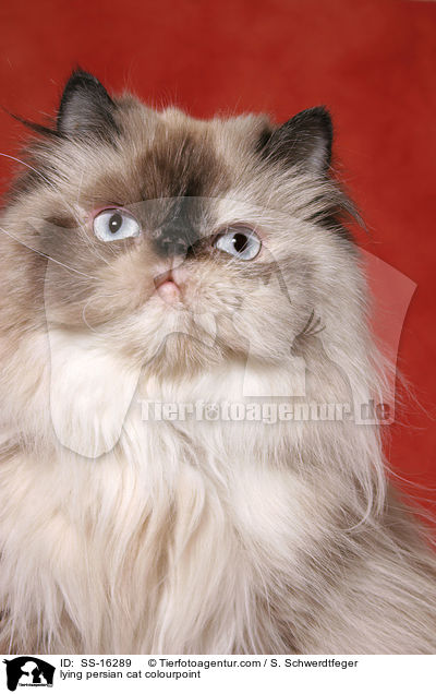 lying persian cat colourpoint / SS-16289