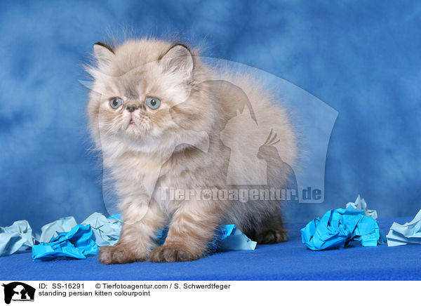 standing persian kitten colourpoint / SS-16291
