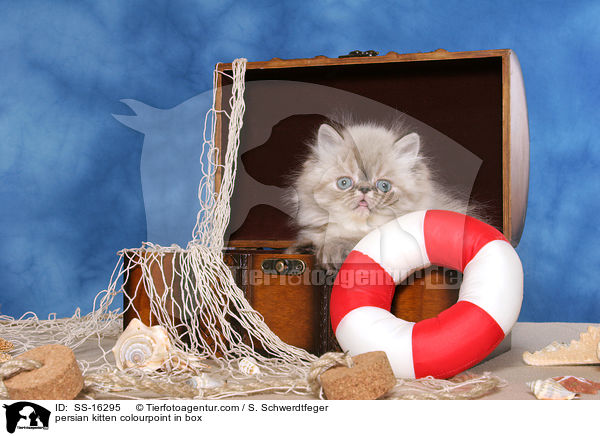 persian kitten colourpoint in box / SS-16295