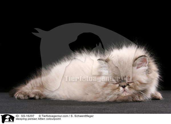 sleeping persian kitten colourpoint / SS-16297