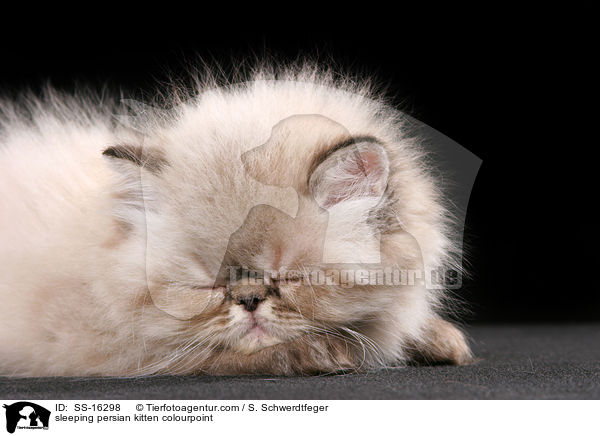 sleeping persian kitten colourpoint / SS-16298