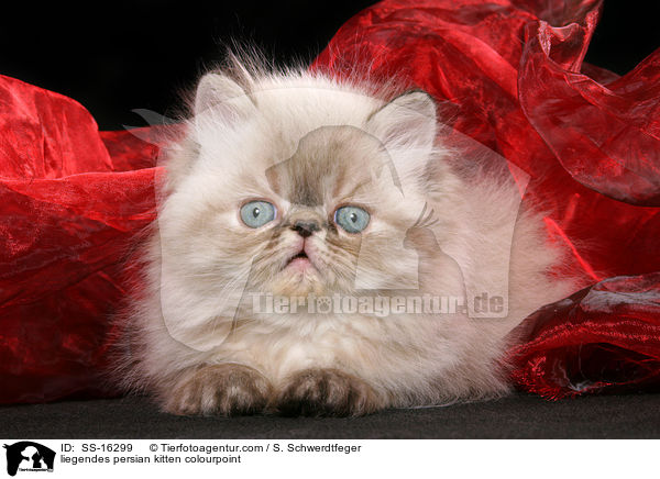 liegendes persian kitten colourpoint / SS-16299