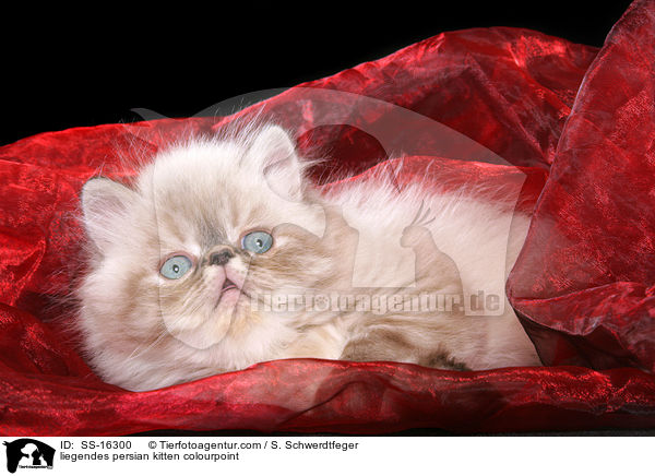 liegendes persian kitten colourpoint / SS-16300