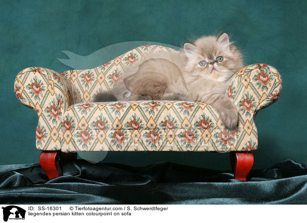 liegendes persian kitten colourpoint on sofa / SS-16301