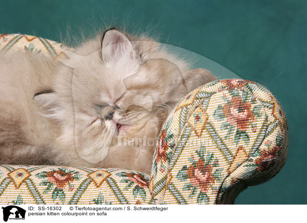 persian kitten colourpoint on sofa / SS-16302