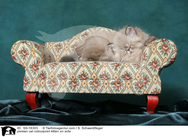 persian cat colourpoint kitten on sofa / SS-16303