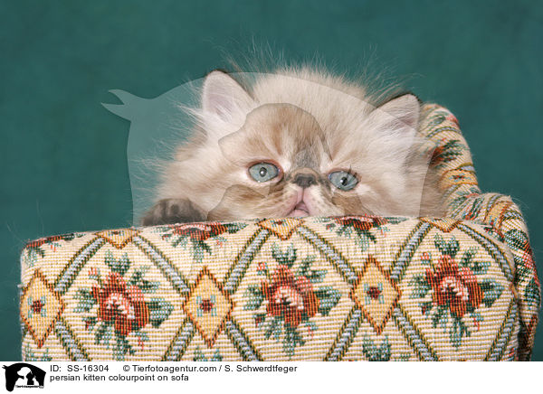 persian kitten colourpoint on sofa / SS-16304