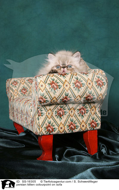 persian kitten colourpoint on sofa / SS-16305