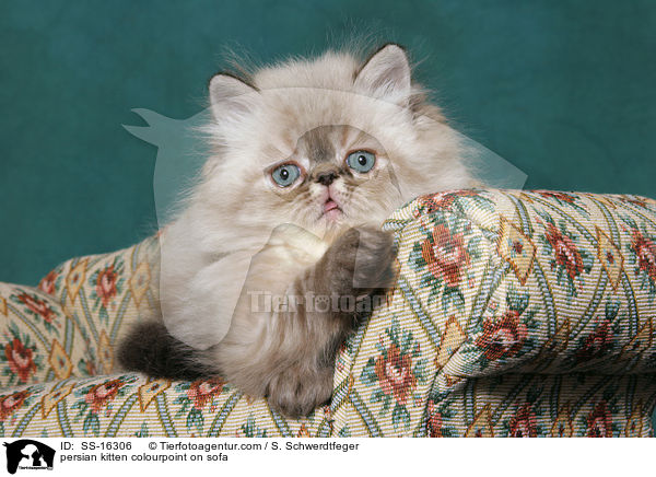 persian kitten colourpoint on sofa / SS-16306