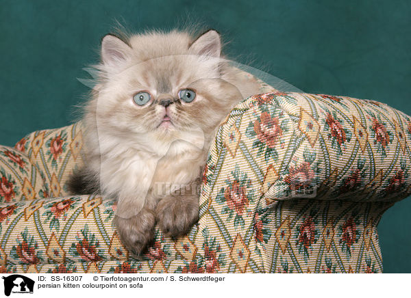 persian kitten colourpoint on sofa / SS-16307