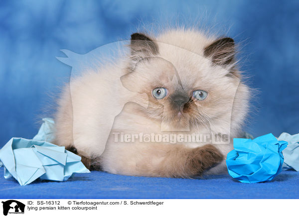 lying persian kitten colourpoint / SS-16312