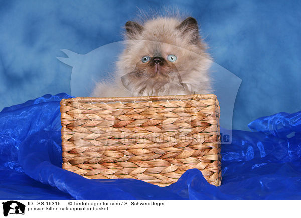 Perser Colourpoint Ktzchen im Krbchen / persian kitten colourpoint in basket / SS-16316
