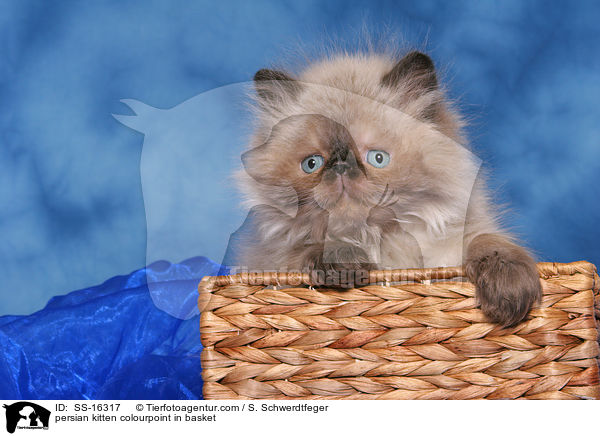 persian kitten colourpoint in basket / SS-16317