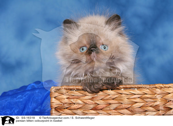 persian kitten colourpoint in basket / SS-16318
