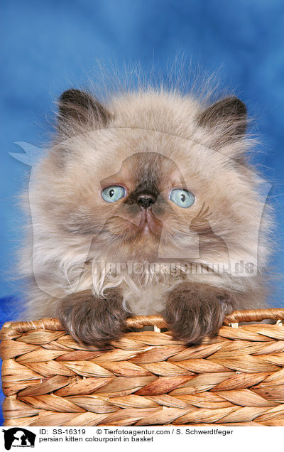 persian kitten colourpoint in basket / SS-16319