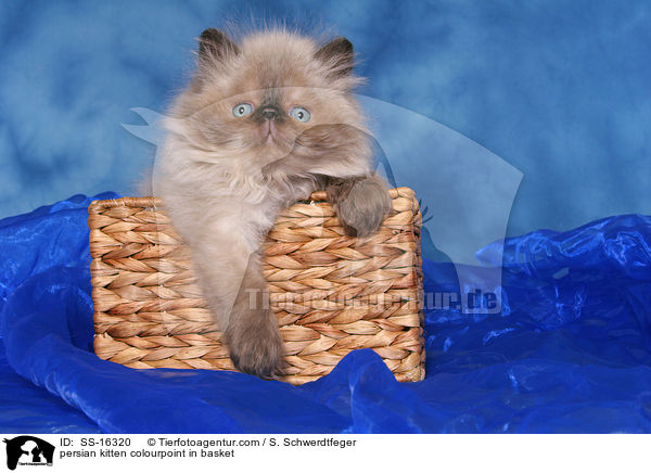 persian kitten colourpoint in basket / SS-16320