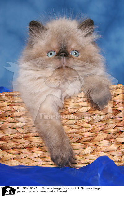 persian kitten colourpoint in basket / SS-16321