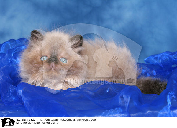 lying persian kitten colourpoint / SS-16322