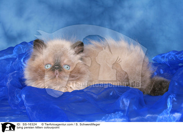 lying persian kitten colourpoint / SS-16324