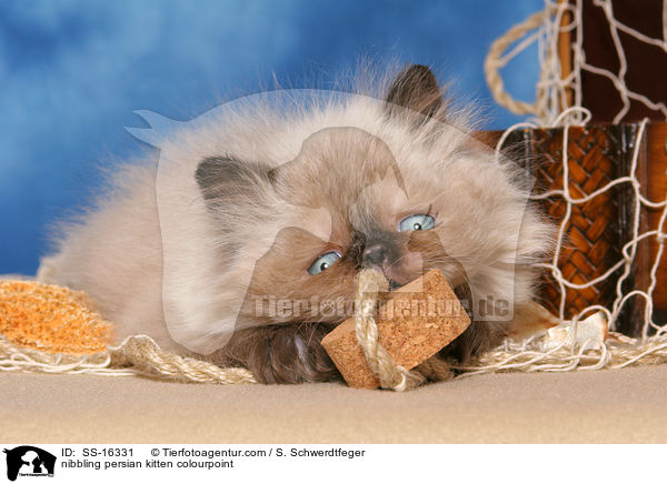knabberndes Perser Colourpoint Ktzchen / nibbling persian kitten colourpoint / SS-16331