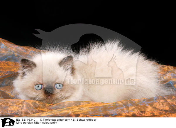 lying persian kitten colourpoint / SS-16340
