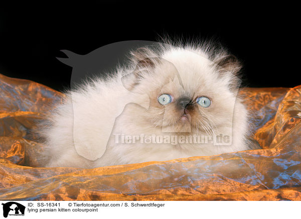 Perser Colourpoint Kliegendes Perser Colourpoint Ktzchen / lying persian kitten colourpoint / SS-16341