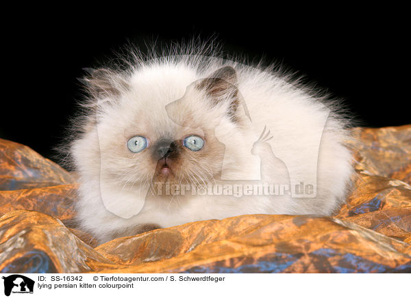 lying persian kitten colourpoint / SS-16342