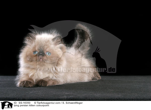 lying persian kitten colourpoint / SS-16350