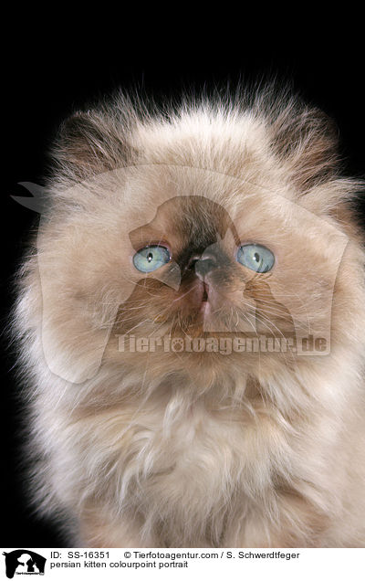 persian kitten colourpoint portrait / SS-16351