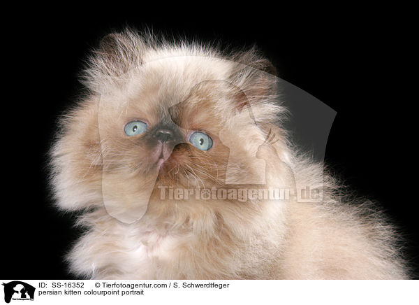 persian kitten colourpoint portrait / SS-16352