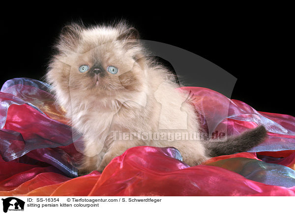 sitting persian kitten colourpoint / SS-16354