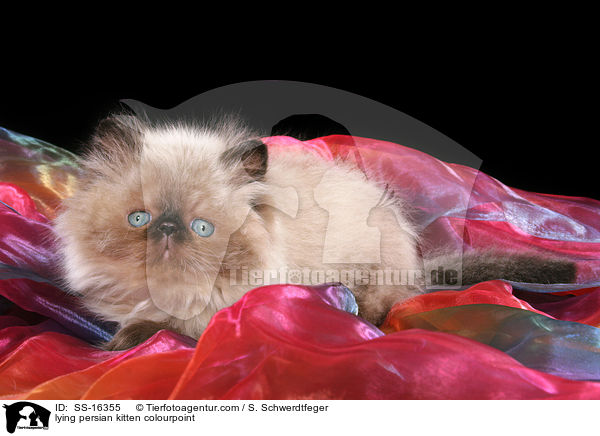 lying persian kitten colourpoint / SS-16355