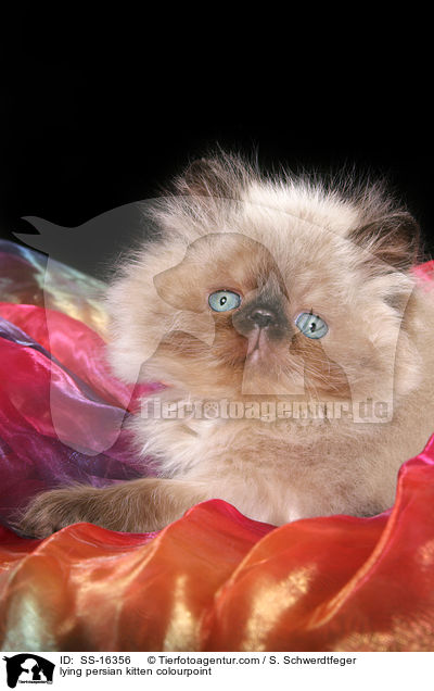 lying persian kitten colourpoint / SS-16356