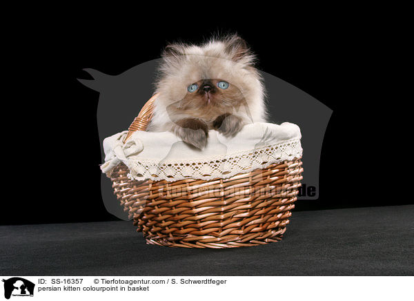 persian kitten colourpoint in basket / SS-16357